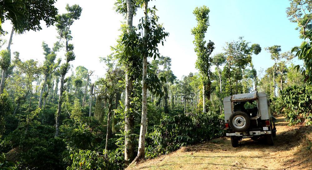 Coffee Native - A Family Homestay Mudigere Zimmer foto